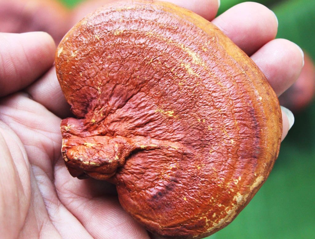 reishi-a-cosa-serve reishi-a-cosa-serve