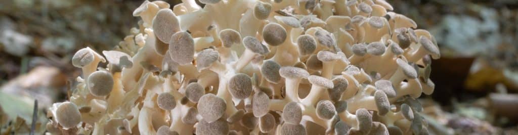 Polyporus umbellatus supporto sistema immunitario